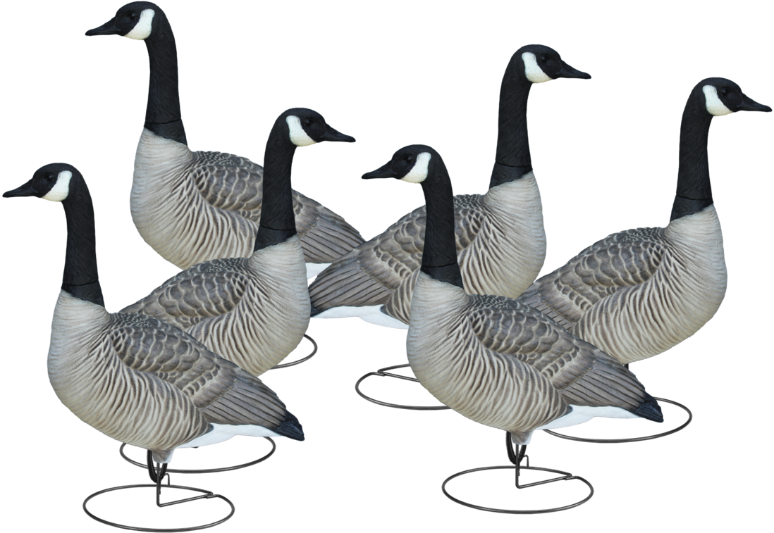 Final Approach Livecraft Full Body Goose Sentries, - Canada Goose (1100x774), Png Download