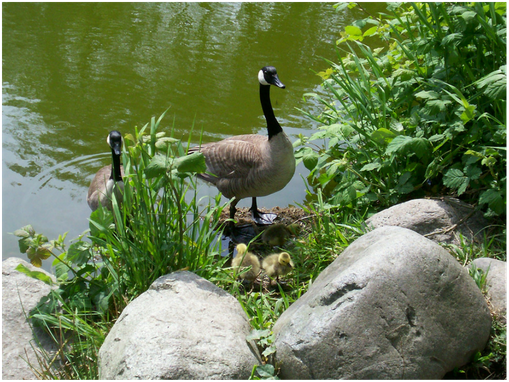 Geese By Water - Goose (560x397), Png Download