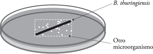 Siembra Del Rectángulo Cruzado Usado Para La Evaluación - Circle (651x231), Png Download