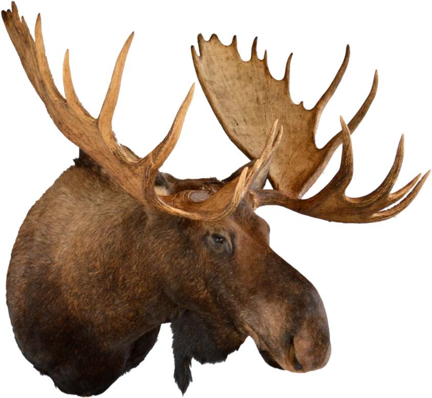 Gallery Northfork Taxidermy Maypng - Moose Png (1000x800), Png Download