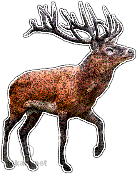 Red Deer - Red Deer Wall Clock (466x590), Png Download