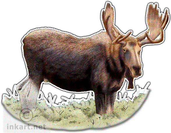 Bull Moose Or Elk Decal - Alaska State Animal (590x471), Png Download