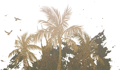 Palm Trees - - Palm Trees (514x285), Png Download