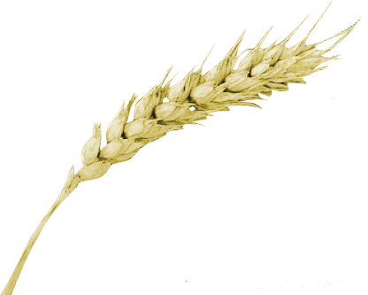 Trigo Cerveja Png (416x333), Png Download