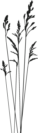 0 Avaliação Do Produto - Ramo De Trigo Png (600x600), Png Download
