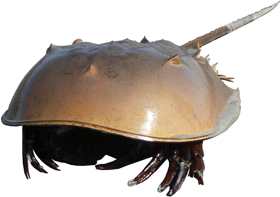 Horseshoe - Horseshoe Crab Transparent (600x426), Png Download