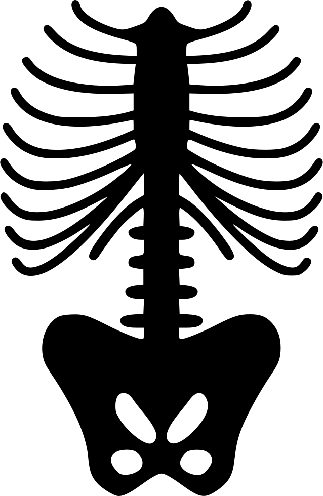 Png File - Skeleton Rib Png (638x980), Png Download