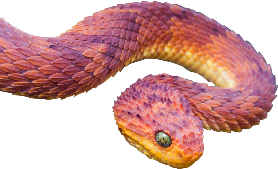 Viper Snake By Salmanghafoornaz On Deviantart Jpg Black - Discover: Book 4, Bible Notes For Young People (1024x640), Png Download