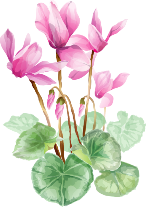 Цикламены - Cyclamen Flower Drawing (493x699), Png Download