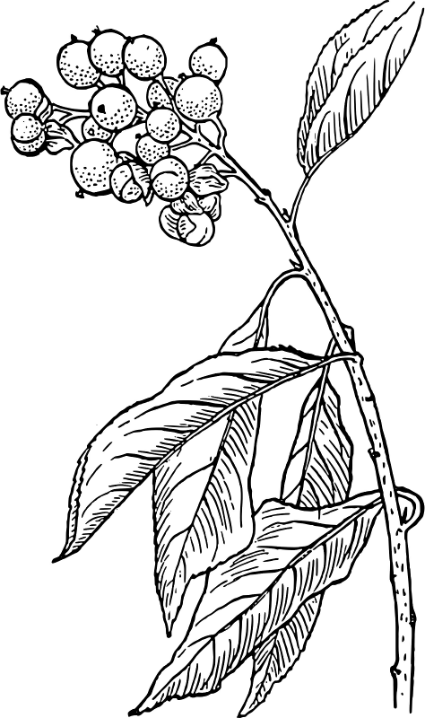 This Graphics Is Bittersweet About Biology, Botany, - Bittersweet Clipart (474x800), Png Download
