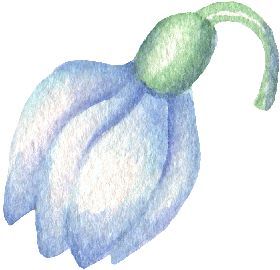 Hand-painted Blue Flower Watercolor Transparent Material - Snowdrop (1024x988), Png Download