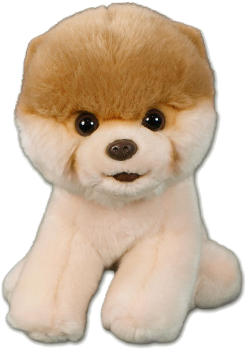 Boo Dog Png Pic - Boo The Dog Png (500x500), Png Download
