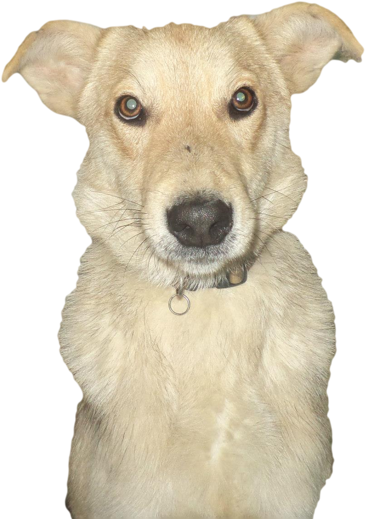Abandoned Dog Transparent Image - Companion Dog (1920x1440), Png Download