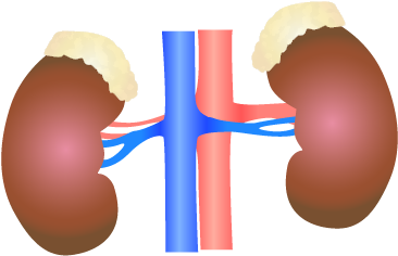201405 Kidney - Kidney Png (400x400), Png Download