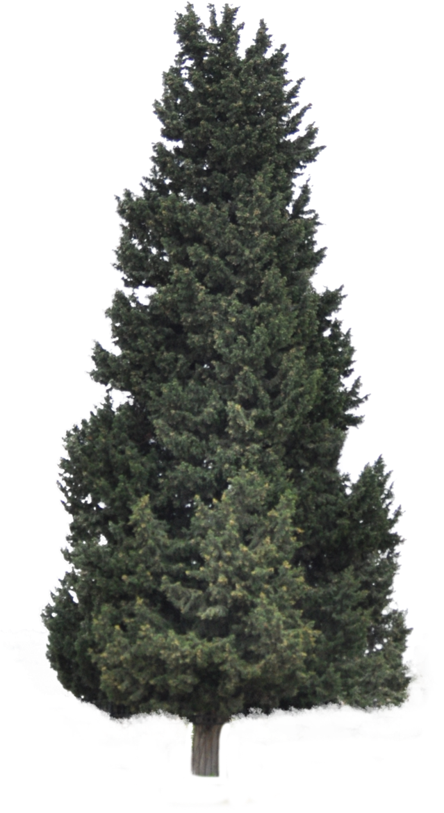 Pine Forrest Png Clip Art Royalty Free - Christmas Tree (638x1250), Png Download