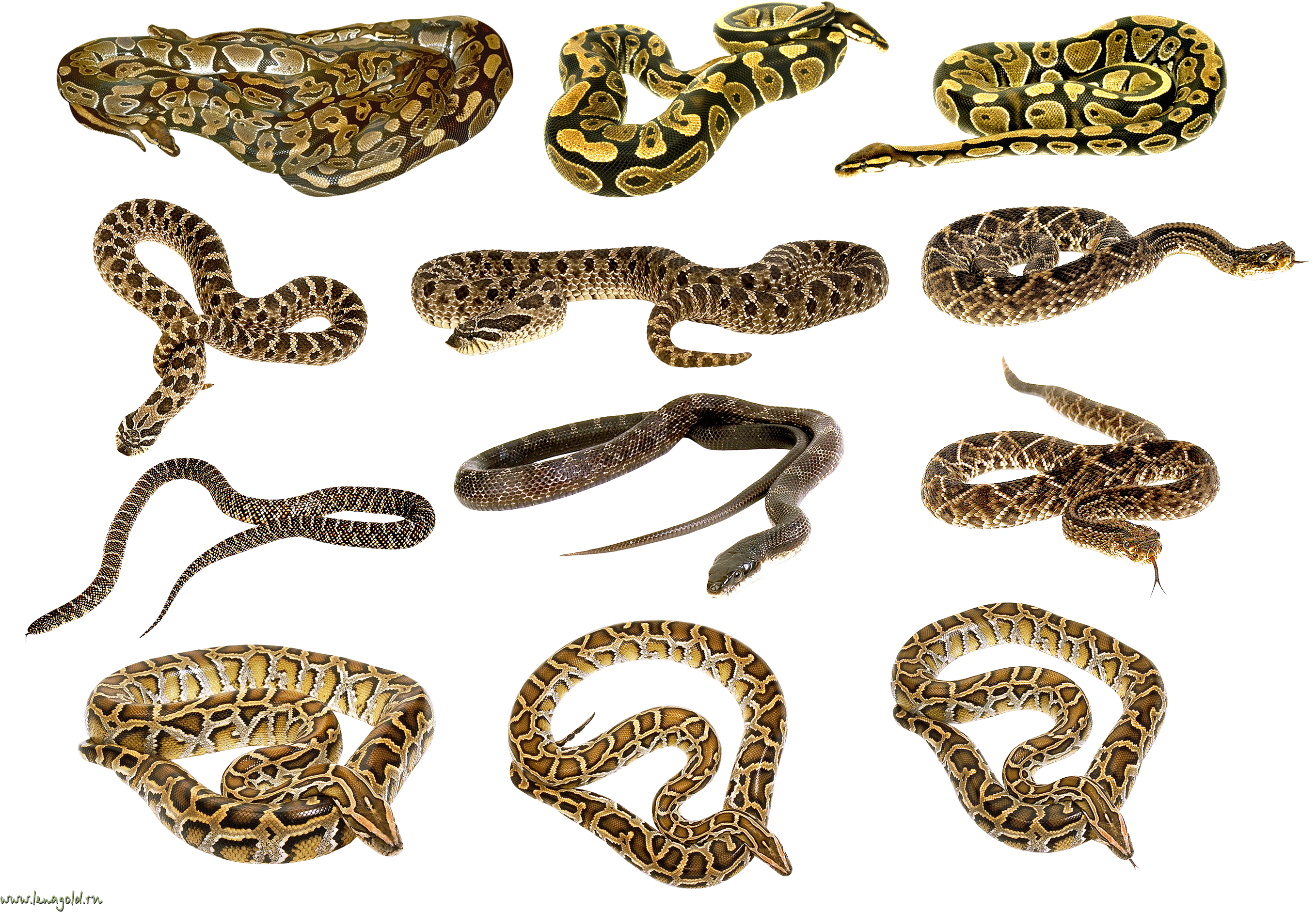 Download - Snake (2795x1973), Png Download