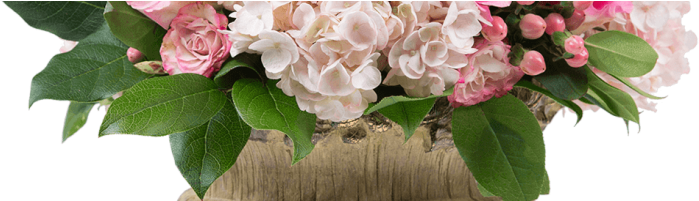 Strawberry Shortcake - Hydrangea Serrata (736x200), Png Download