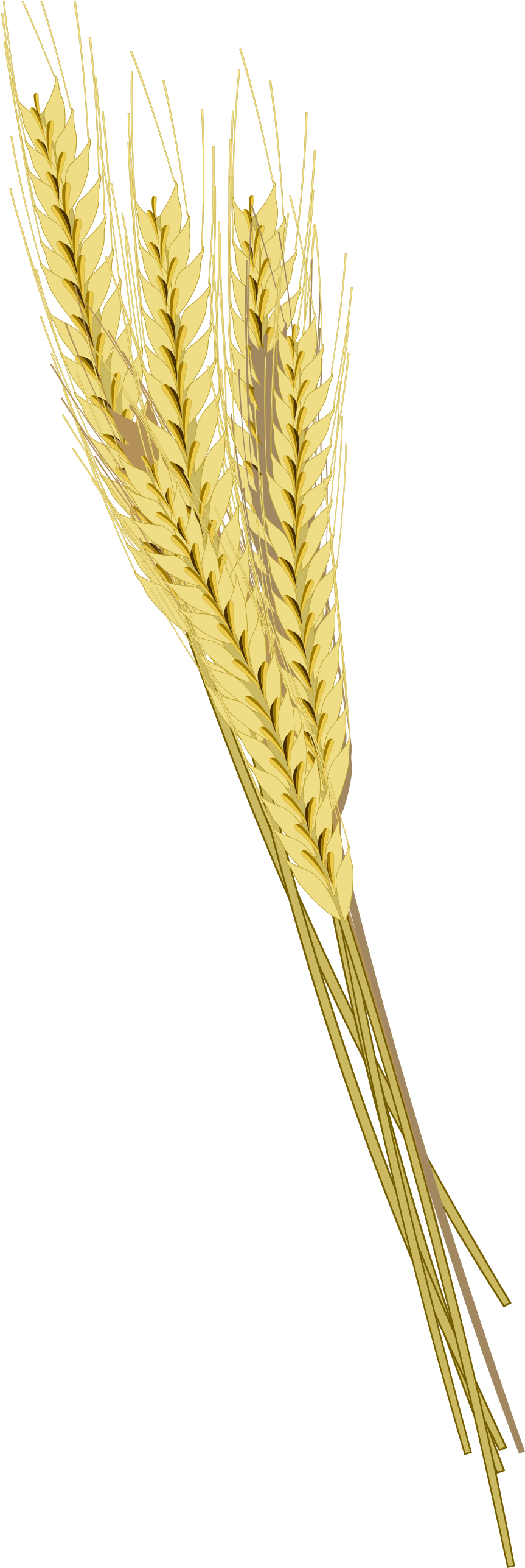 Barley Png Photos - Колосья Пшеницы Пнг (2000x2667), Png Download