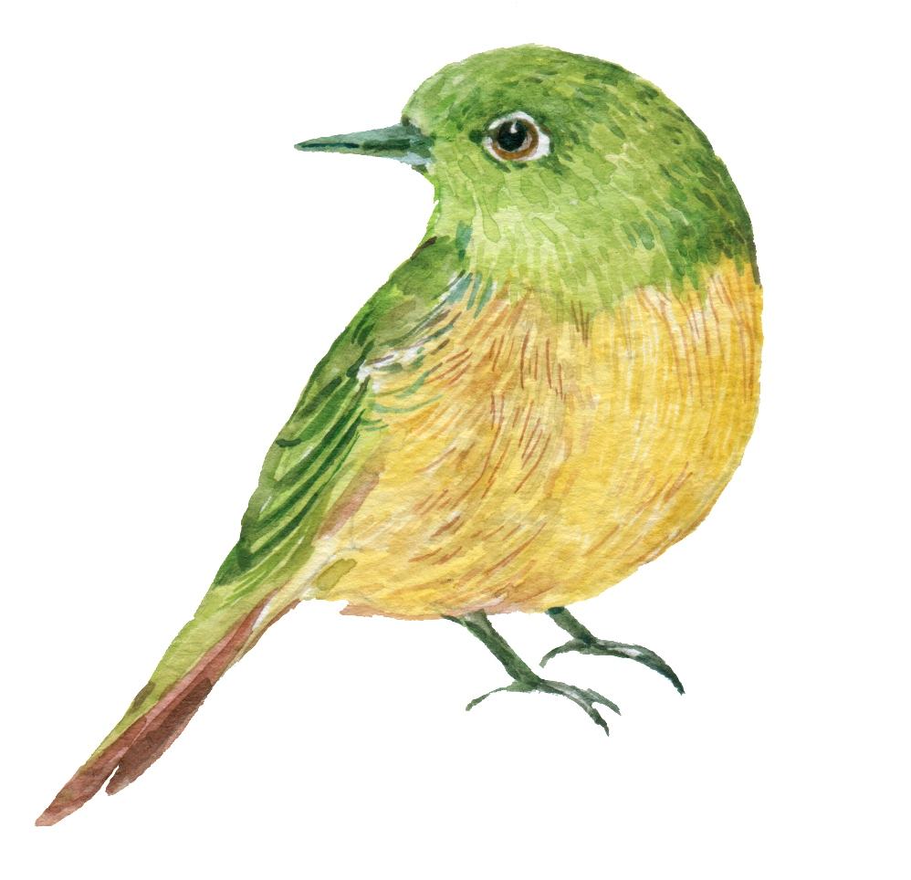 Hand Painted Barley Bird Png Transparent - Watercolor Painting (1024x966), Png Download