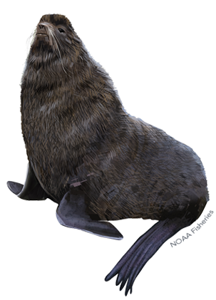 Northern Fur Seal (640x427), Png Download