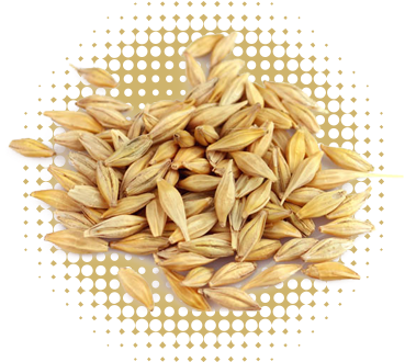 Barley - Wheat Barley (500x500), Png Download