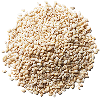 31 May Barley - Barley (500x395), Png Download