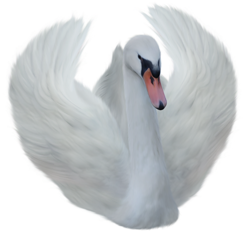 Swan Transparent (500x466), Png Download