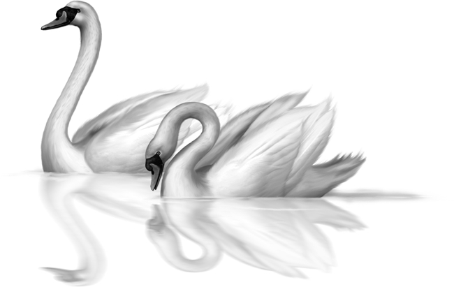 Swan Clipart Transparent Background - Two Swan Clipart (650x411), Png Download