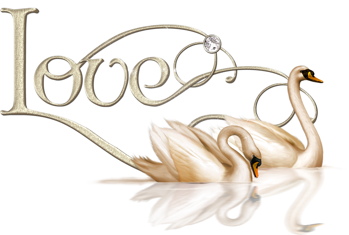 Swan Transparent Love - Swan Love (1365x912), Png Download