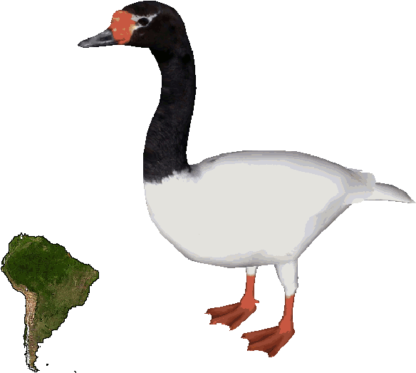 Black-necked Swandd - Black Necked Swan Png (742x573), Png Download