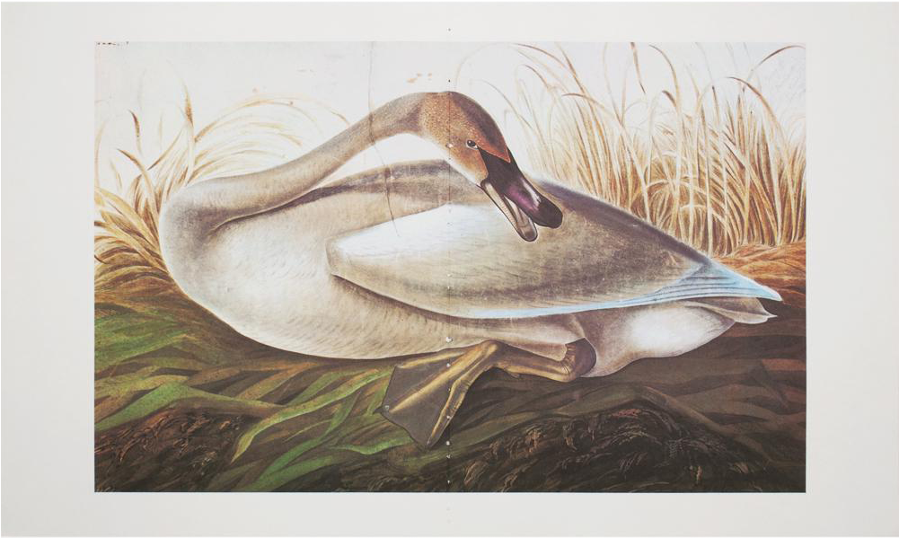 Extra Large Audubon Lithograph Of Swan - Poster: Trumpeter Swan, 28x43cm. (1111x664), Png Download