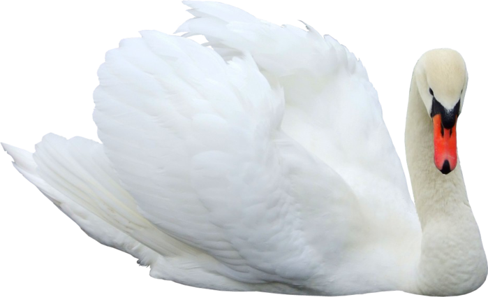 Лебедь Пнг (699x425), Png Download