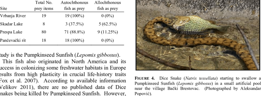 Ratios Of Autochthonous To Allochthonous Fish Species - Rattlesnake (850x315), Png Download