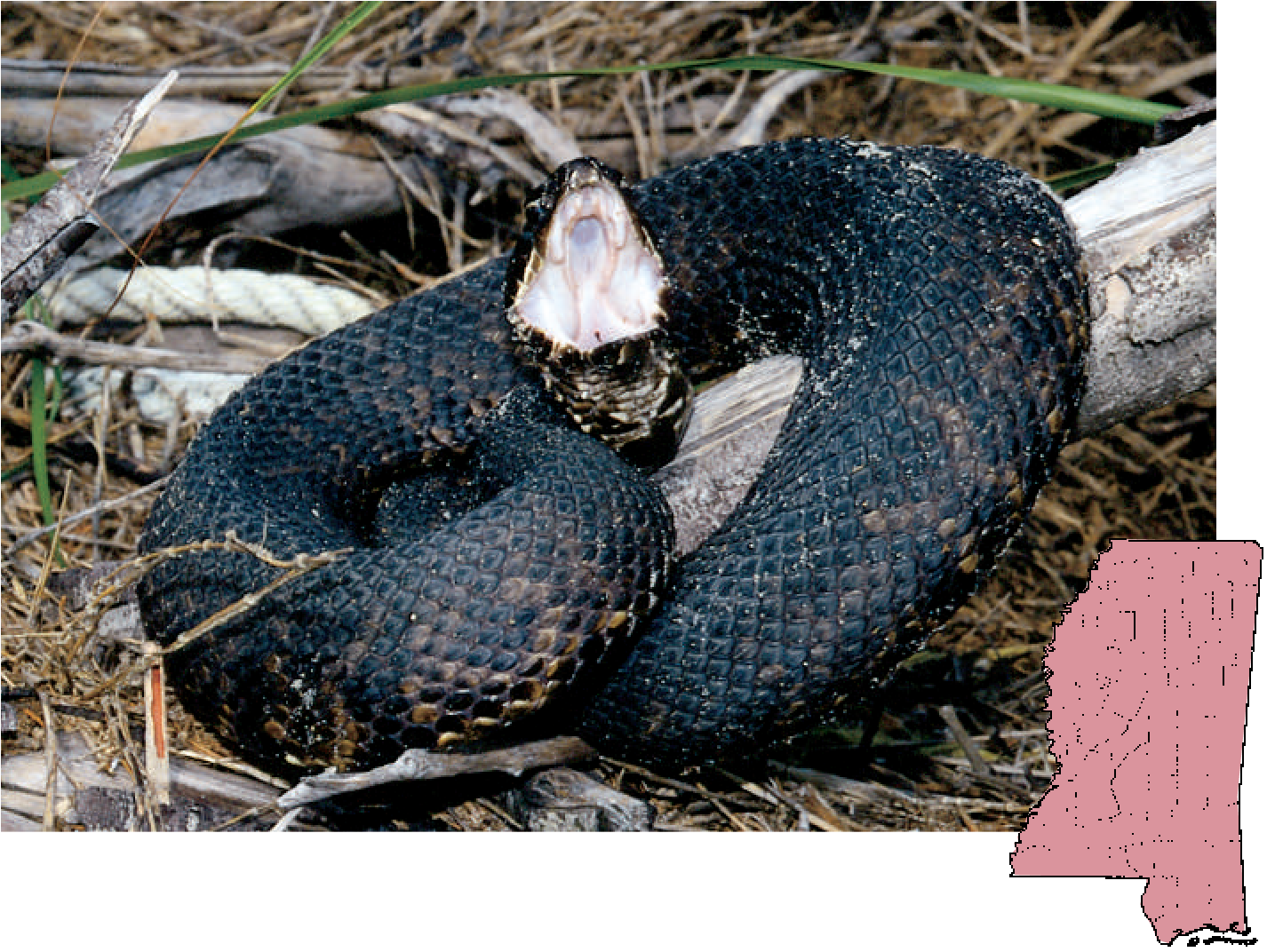 Cottonmouth Agkistrodon - Cottonmouth Mississippi (1426x1072), Png Download