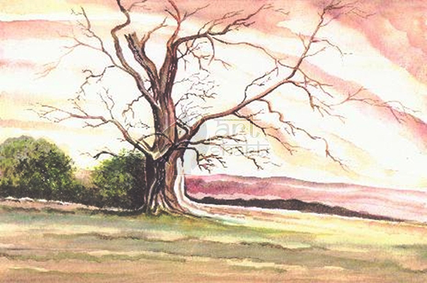 Watercolour Painting Old Tree - Painting (606x402), Png Download