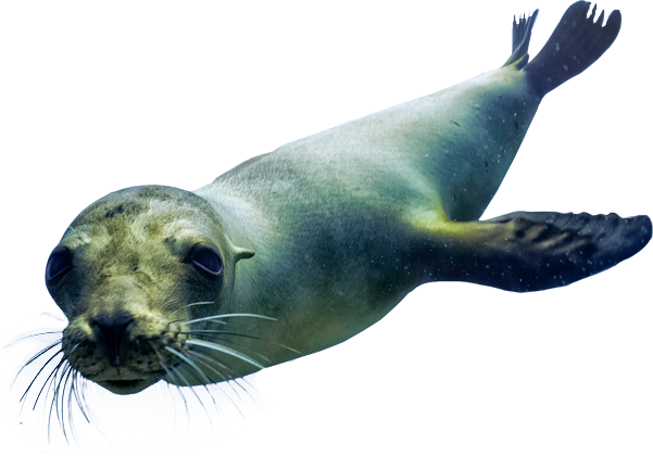 Sea Lions - Sea Lion Png (601x420), Png Download