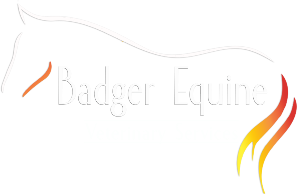 Equine Dental Care Recommendations (1000x627), Png Download