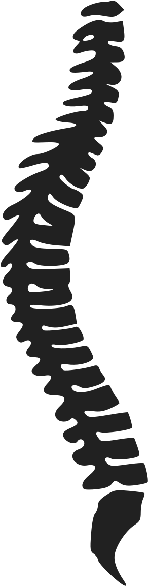 Spine Clipart Png - Backbone (800x566), Png Download