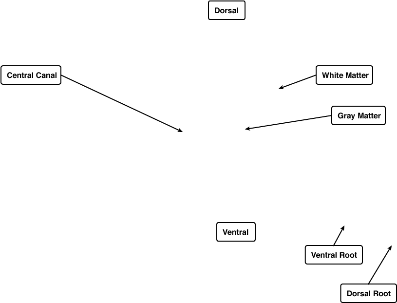 Diagram (1024x768), Png Download