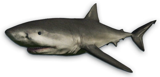 Whale Shark Clipart Wiki - Great White Shark Cut Out (648x319), Png Download