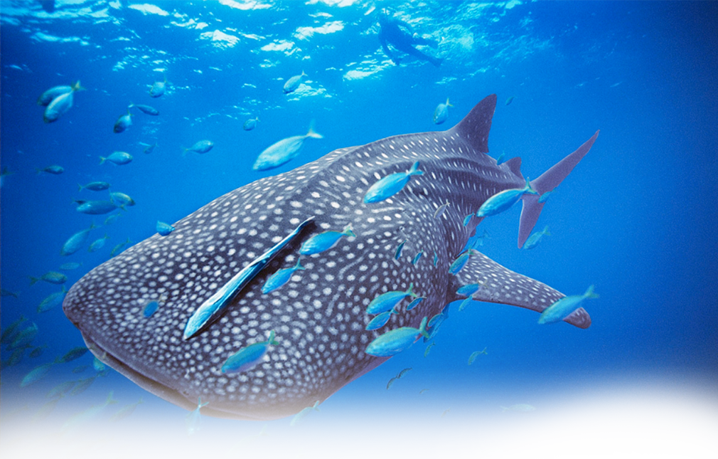Great Pic By Brian Skerry (1010x645), Png Download