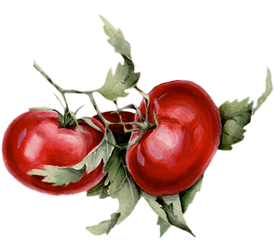 Watercolor Illustration For Organic Oasis On Behance - Watercolor Painting (780x520), Png Download