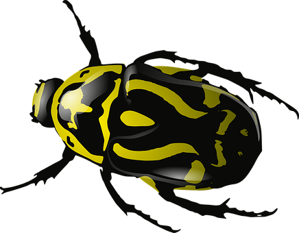 Bug Insect Beetle Wasp Yellow Black Wildli - Clip Art Beetle (436x340), Png Download