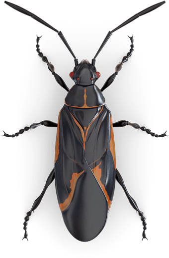 Egļu Koksngrauzis (425x600), Png Download