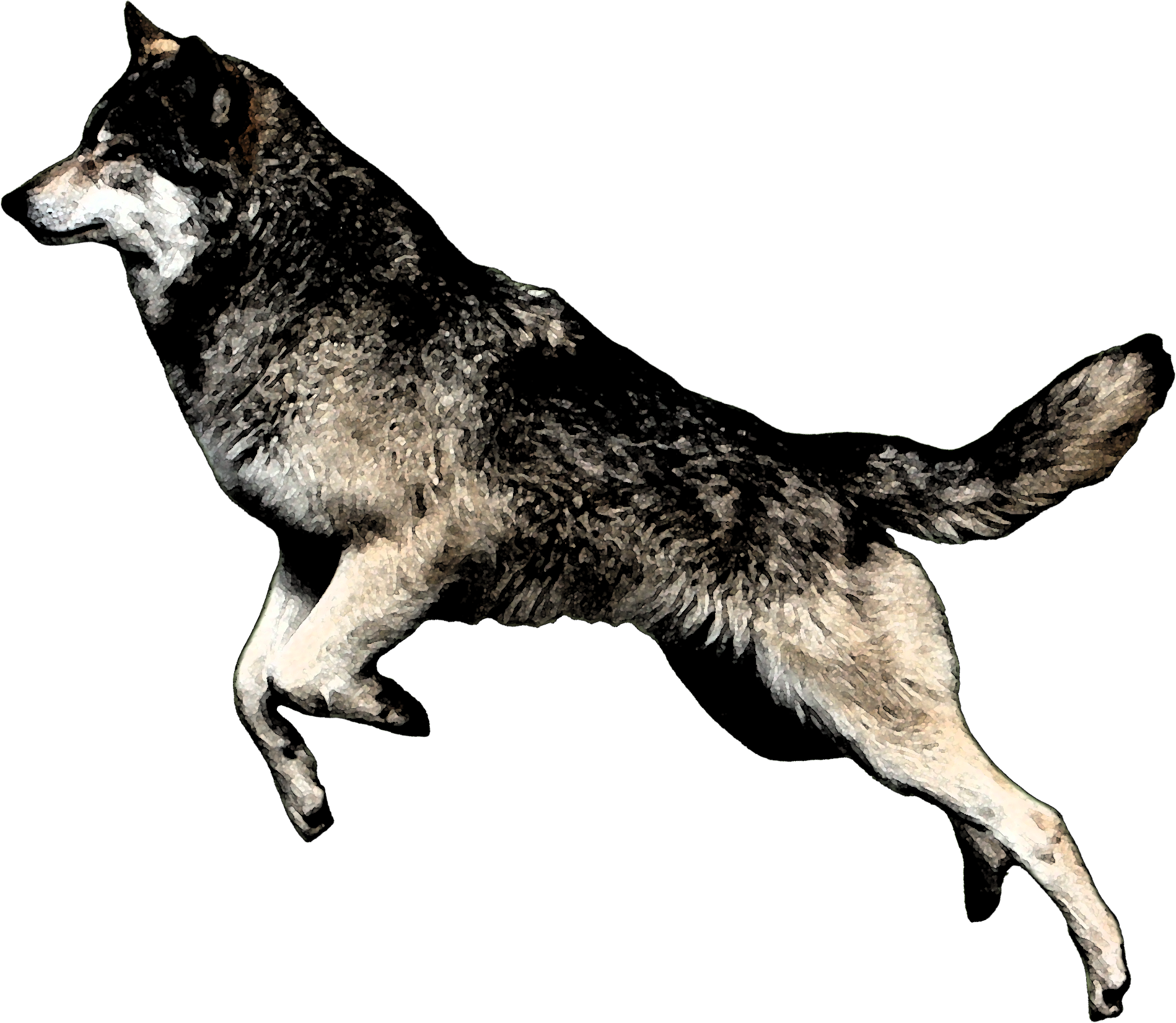Wolfjumping - Jumping Wolf Png (1898x1651), Png Download
