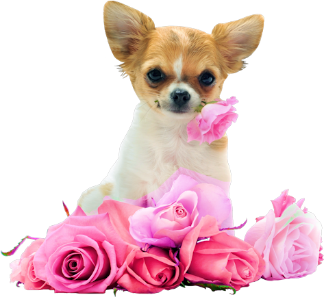 Button Image, Pet Dogs, Dogs And Puppies - Cute Chihuahua With Roses (500x464), Png Download