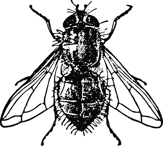 Animals, House, Black, Drawing, White, Cartoon, Bugs - House Fly Illustration (640x572), Png Download