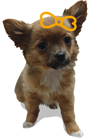 Find Out More - Companion Dog (600x600), Png Download