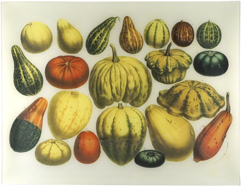 Collection Name - Squash (500x500), Png Download