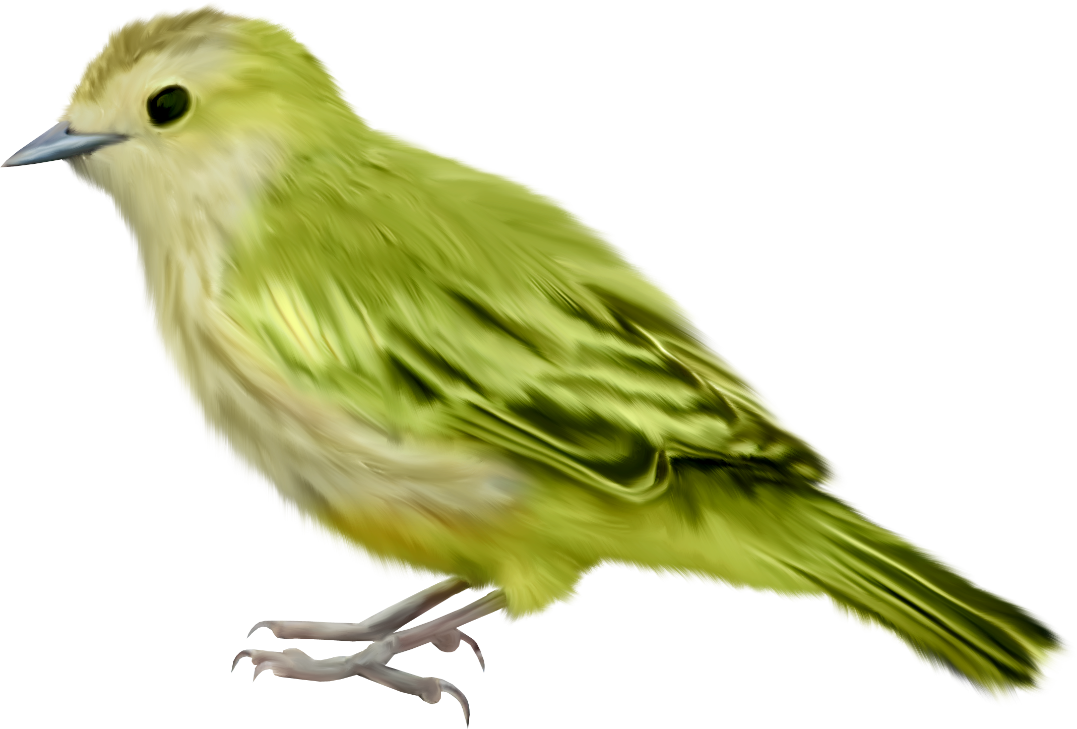 Green Bird Png Picture Royalty Free Stock - Green Bird Png (2137x1446), Png Download